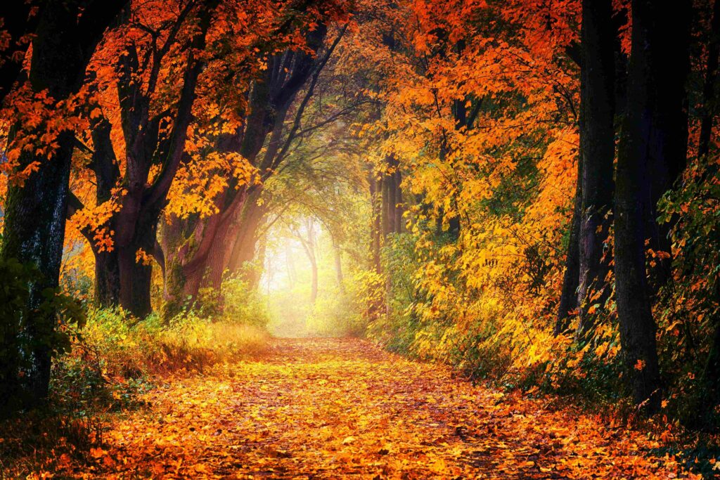Estonian forest in golden autumn colors